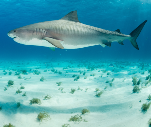 Swimming With Tiger Sharks in the Maldives | Fuvahmulah Island