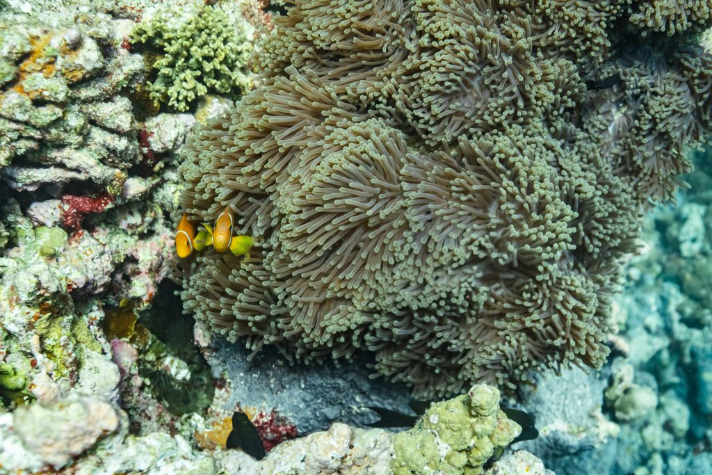 Atoll marine ecosystems